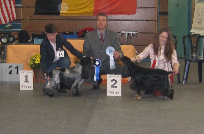 de la Gloriette d'Artémis - NE Belgian Spaniel Club